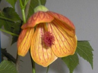 image of flower