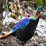 image of bird
