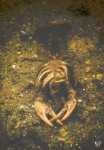 image of crayfish
