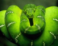 image of green_snake #9