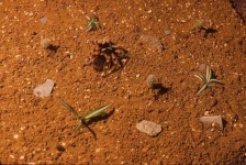 image of tarantula