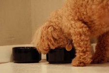 image of toy_poodle