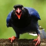 image of bird