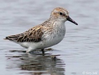 image of sandpiper #44