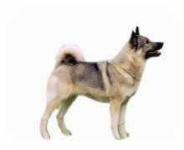 image of norwegian_elkhound #23