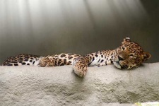 image of jaguar_car
