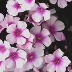 image of flower