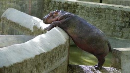 image of hippopotamus