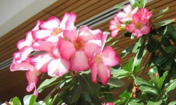 image of flower