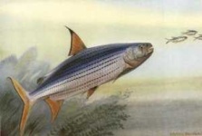 image of barracouta