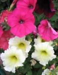 image of petunia #21