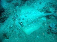 image of stingray