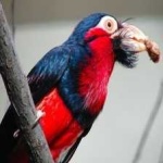 image of bird