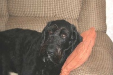 image of giant_schnauzer