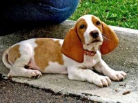 image of basset