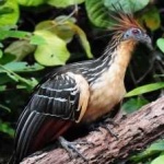 image of bird