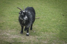 image of animal