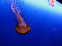 image of jellyfish