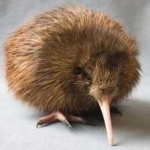 image of bird