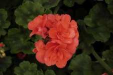 image of flower