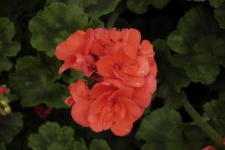 image of geranium #6