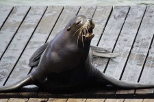 image of animal