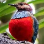 image of red_bellied_pitta #2