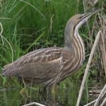 image of bird