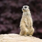 image of meerkat