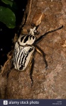 image of beetle #12