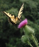 image of flower