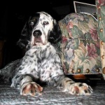 image of english_setter