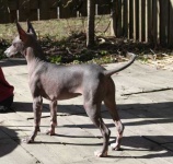 image of mexican_hairless
