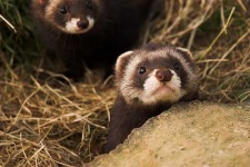 image of polecat