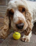 image of animal