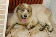 image of great_pyrenees