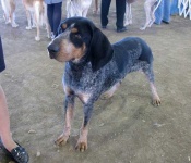 image of bluetick