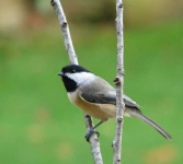 image of chickadee