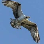 image of bird