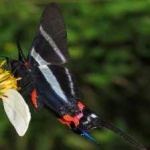 image of animal