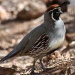 image of bird