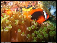 image of anemone_fish