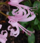 image of flower