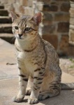 image of egyptian_cat #22