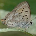 image of animal