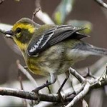 image of bird