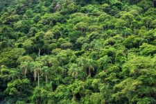 image of rainforest