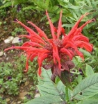 image of flower