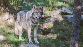 image of wolf #6