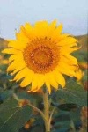 image of sunflower